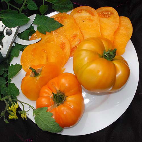 Amanaorange04