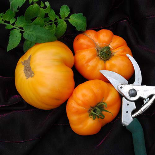 Amanaorange02