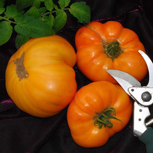 Amanaorange03