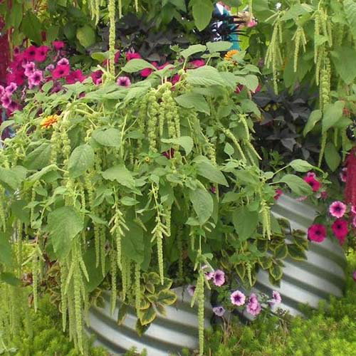 Amaranthus Caudatus Viridus
