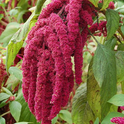 Amaranthus Hypochondriacus Pygmy Torch