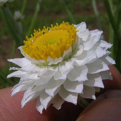 Ammobium Alatum