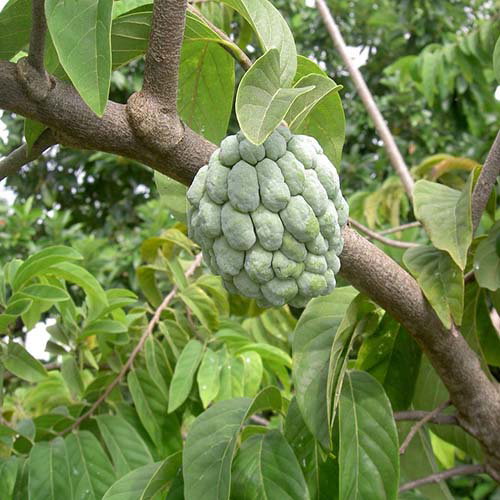 Annona Squamosa