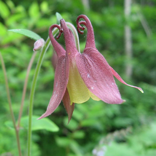 Aquilegia Buergeriana