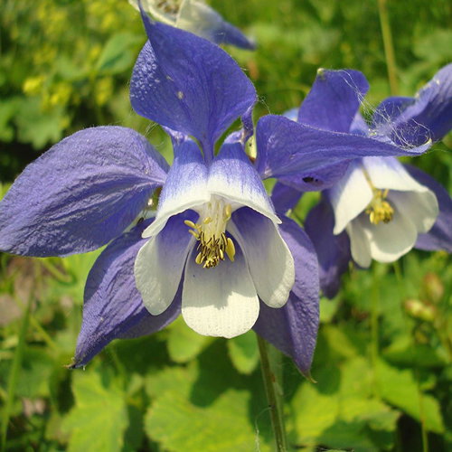 Aquilegia Olympica
