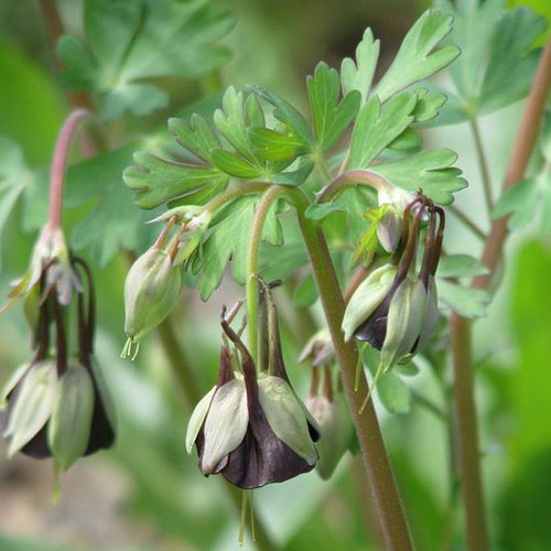 Aq Viridiflora