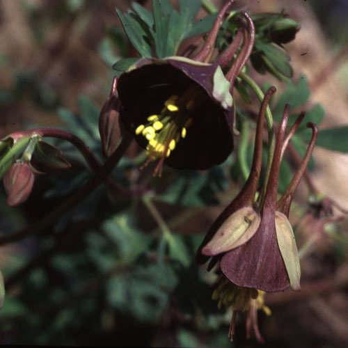 Aquilegia Viridifolia