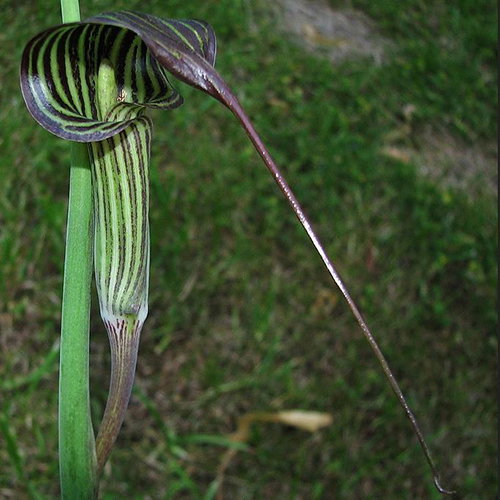 Arisaema Ciliatum Liubaense