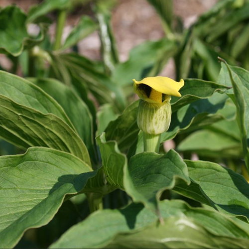 Arisaema Flavum Abbreviatum