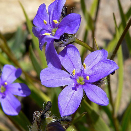 Aristaea Ecklonii