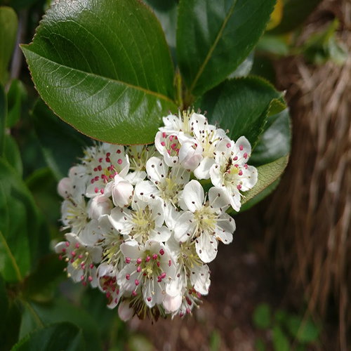 Aronia Melanocarpa