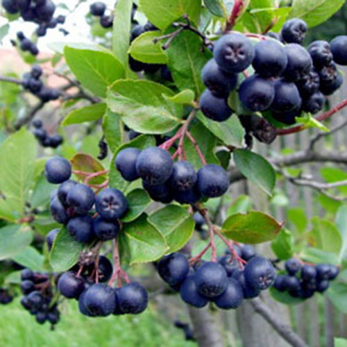 Aronia Melanocarpa
