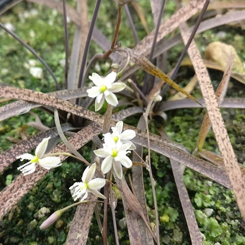 Arthropodium Candidum Bronze