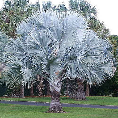 Bismarckia Nobilis