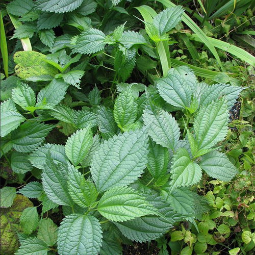 Boehmeria Sieboldiana
