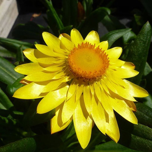 Bracteantha Yellow