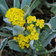 Alyssum Saxatile