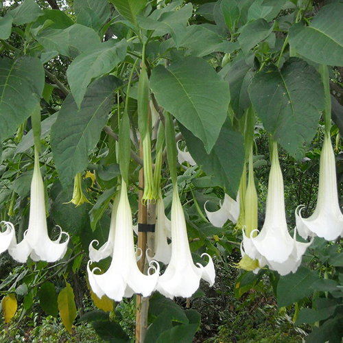 Brugmansia Suaveolense Brazil White