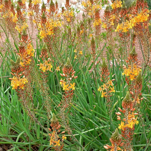 Bulbine Frutescens