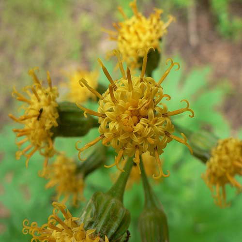 Cacaliopsis Nardosmia Glabrata