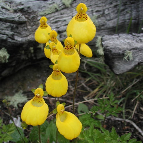 Calceolaria Biflora