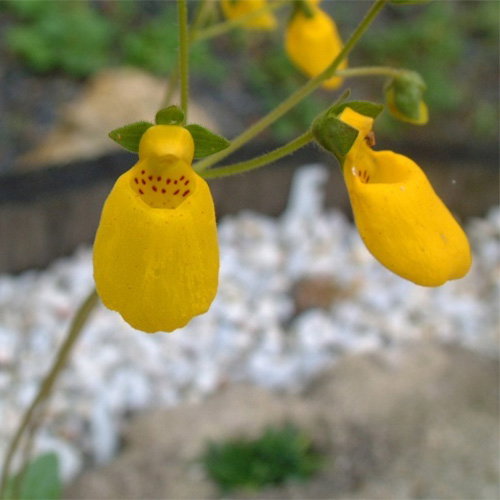 Calceolaria Falkandica