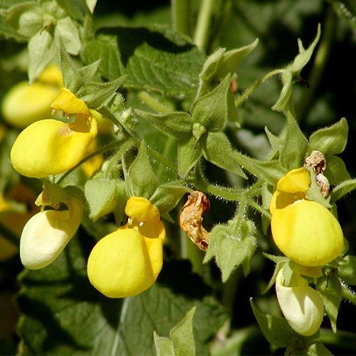 Calceolaria Mexicana