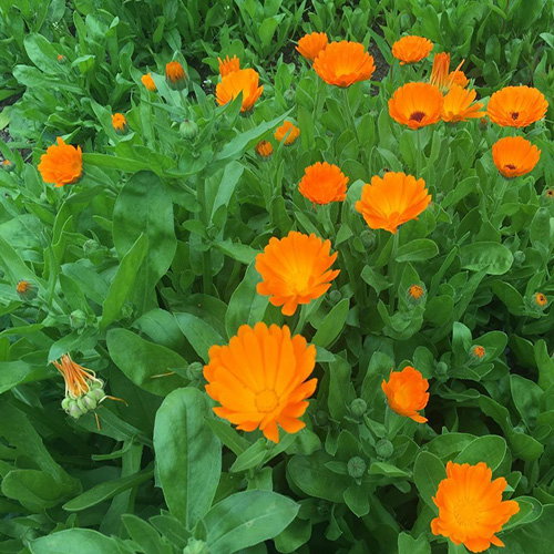 Calendula Officinalis