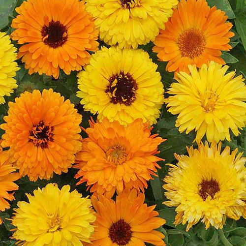 Calendula Officinalis Pacific Beauty Mix