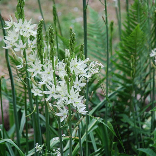 Camassia Alba