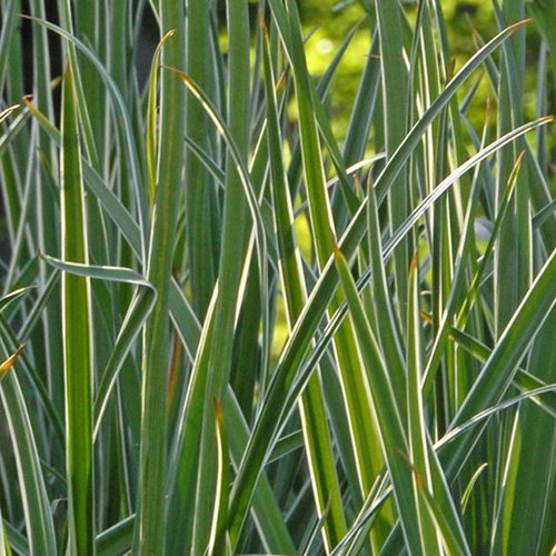Camassia Leichtlinii Sacajawea