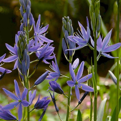 Camassia Leichtlinii Subsp Suksdorfii