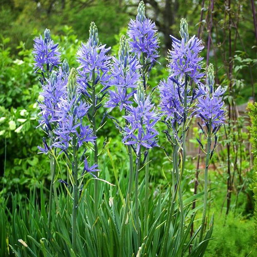 Camassia Leichtlinii Ssp Suksdorfic