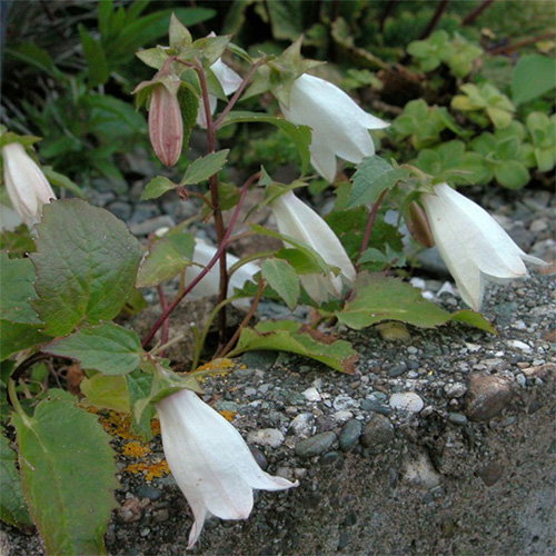 Campanula Betulifolia
