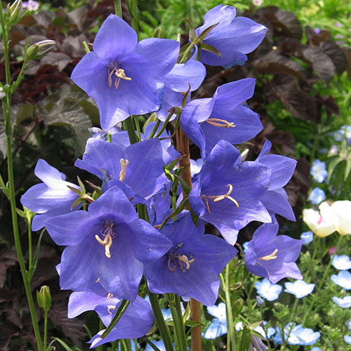 Campanula Telham Beauty