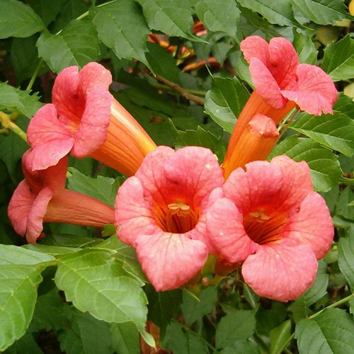 Campsis Radicans