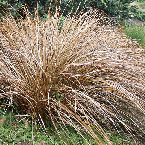 Carex Comans Bronze