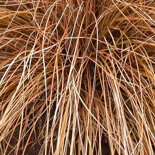 Carex Morrowii Pinkie