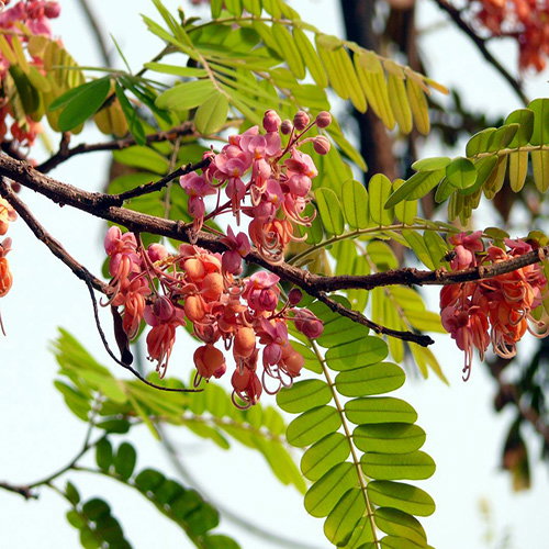 Cassia Grandis