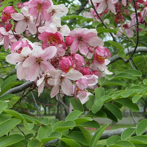 Cassia Javanica