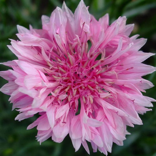 Centaurea Cyanus Pink