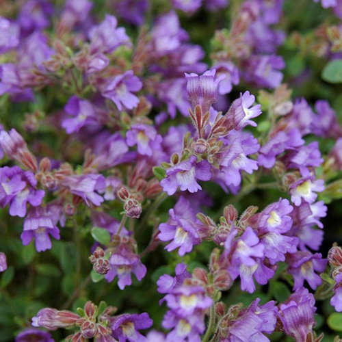 Chaenorhinum Blue Dream