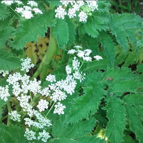 Chaerophyllum Azoricum