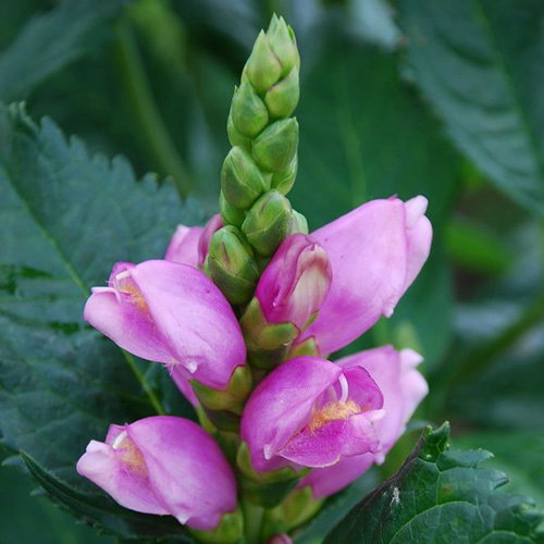 Chelone Obliqua Pink Turtle