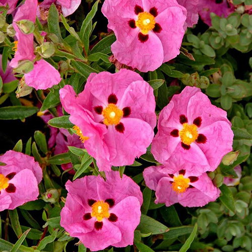 Cistus Pink Silk