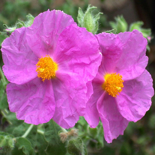 Cistus Albidus