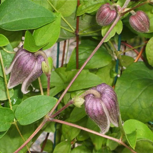 Clematis Ianthina