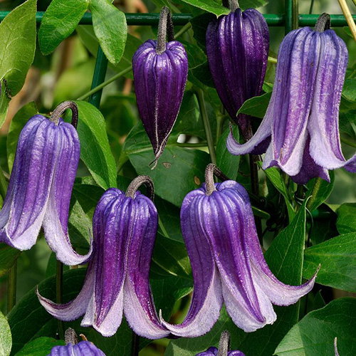 Clem Integrifolia