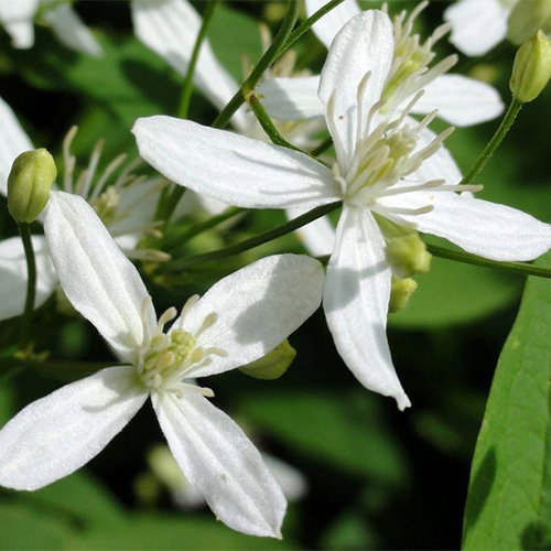 Clematis Mandschurica