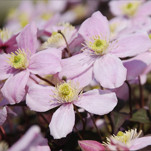Clematis Montana Pink